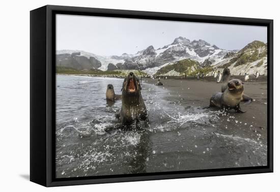 A Curious Young Antarctic Fur Seal (Arctocephalus Gazella), South Georgia, Polar Regions-Michael Nolan-Framed Premier Image Canvas