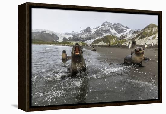 A Curious Young Antarctic Fur Seal (Arctocephalus Gazella), South Georgia, Polar Regions-Michael Nolan-Framed Premier Image Canvas