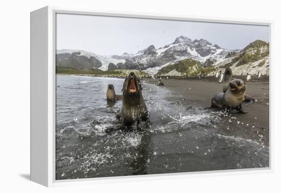 A Curious Young Antarctic Fur Seal (Arctocephalus Gazella), South Georgia, Polar Regions-Michael Nolan-Framed Premier Image Canvas