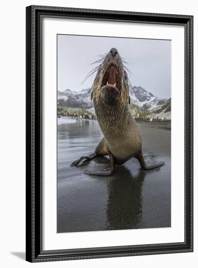 A Curious Young Antarctic Fur Seal (Arctocephalus Gazella), South Georgia, Polar Regions-Michael Nolan-Framed Photographic Print