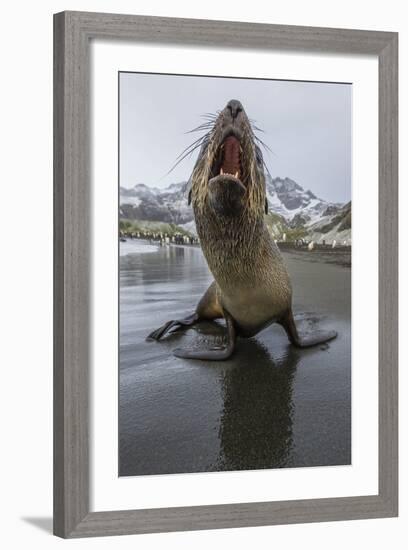 A Curious Young Antarctic Fur Seal (Arctocephalus Gazella), South Georgia, Polar Regions-Michael Nolan-Framed Photographic Print