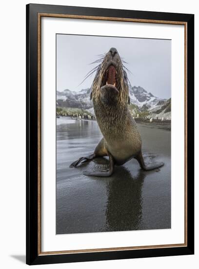 A Curious Young Antarctic Fur Seal (Arctocephalus Gazella), South Georgia, Polar Regions-Michael Nolan-Framed Photographic Print