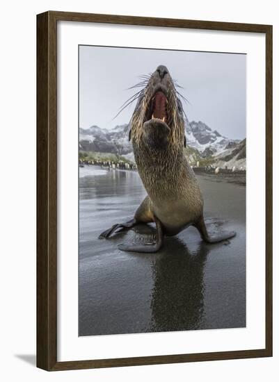 A Curious Young Antarctic Fur Seal (Arctocephalus Gazella), South Georgia, Polar Regions-Michael Nolan-Framed Photographic Print