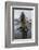 A Curious Young Antarctic Fur Seal (Arctocephalus Gazella), South Georgia, Polar Regions-Michael Nolan-Framed Photographic Print