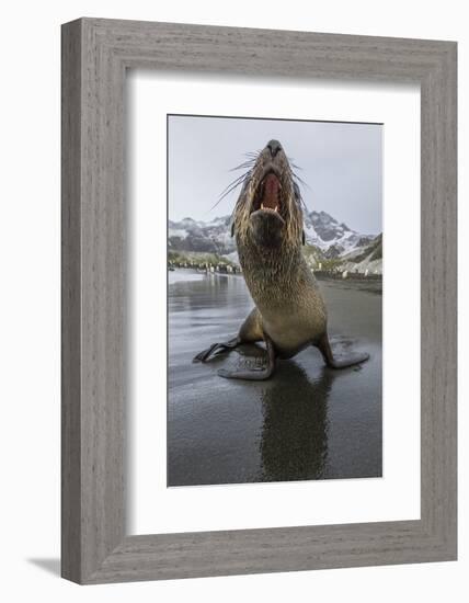 A Curious Young Antarctic Fur Seal (Arctocephalus Gazella), South Georgia, Polar Regions-Michael Nolan-Framed Photographic Print