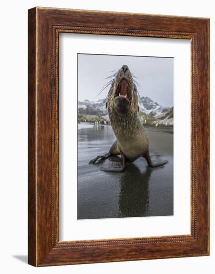 A Curious Young Antarctic Fur Seal (Arctocephalus Gazella), South Georgia, Polar Regions-Michael Nolan-Framed Photographic Print