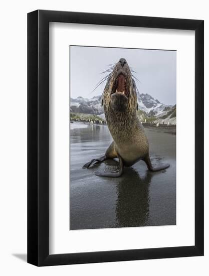 A Curious Young Antarctic Fur Seal (Arctocephalus Gazella), South Georgia, Polar Regions-Michael Nolan-Framed Photographic Print