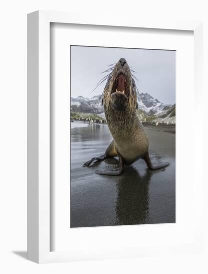 A Curious Young Antarctic Fur Seal (Arctocephalus Gazella), South Georgia, Polar Regions-Michael Nolan-Framed Photographic Print