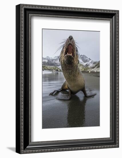 A Curious Young Antarctic Fur Seal (Arctocephalus Gazella), South Georgia, Polar Regions-Michael Nolan-Framed Photographic Print