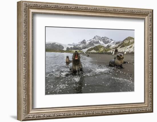 A Curious Young Antarctic Fur Seal (Arctocephalus Gazella), South Georgia, Polar Regions-Michael Nolan-Framed Photographic Print