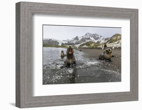 A Curious Young Antarctic Fur Seal (Arctocephalus Gazella), South Georgia, Polar Regions-Michael Nolan-Framed Photographic Print