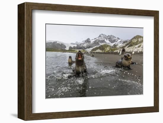 A Curious Young Antarctic Fur Seal (Arctocephalus Gazella), South Georgia, Polar Regions-Michael Nolan-Framed Photographic Print