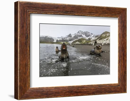 A Curious Young Antarctic Fur Seal (Arctocephalus Gazella), South Georgia, Polar Regions-Michael Nolan-Framed Photographic Print