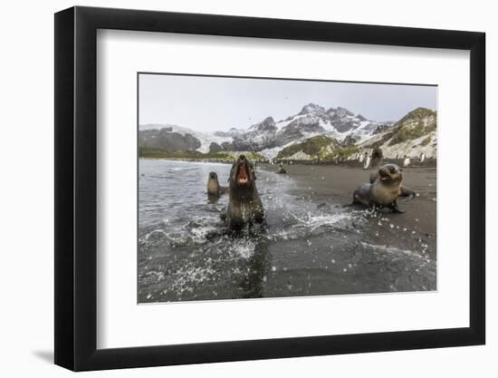 A Curious Young Antarctic Fur Seal (Arctocephalus Gazella), South Georgia, Polar Regions-Michael Nolan-Framed Photographic Print