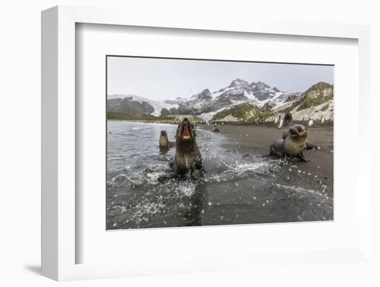 A Curious Young Antarctic Fur Seal (Arctocephalus Gazella), South Georgia, Polar Regions-Michael Nolan-Framed Photographic Print