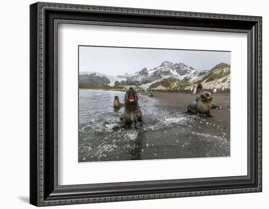 A Curious Young Antarctic Fur Seal (Arctocephalus Gazella), South Georgia, Polar Regions-Michael Nolan-Framed Photographic Print