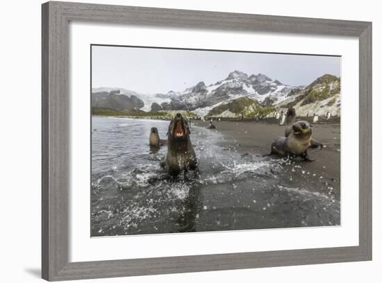 A Curious Young Antarctic Fur Seal (Arctocephalus Gazella), South Georgia, Polar Regions-Michael Nolan-Framed Photographic Print