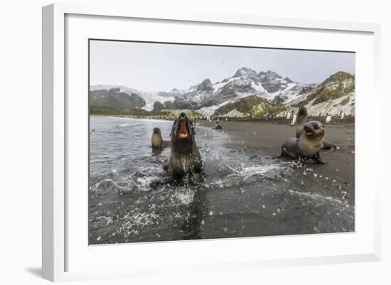 A Curious Young Antarctic Fur Seal (Arctocephalus Gazella), South Georgia, Polar Regions-Michael Nolan-Framed Photographic Print