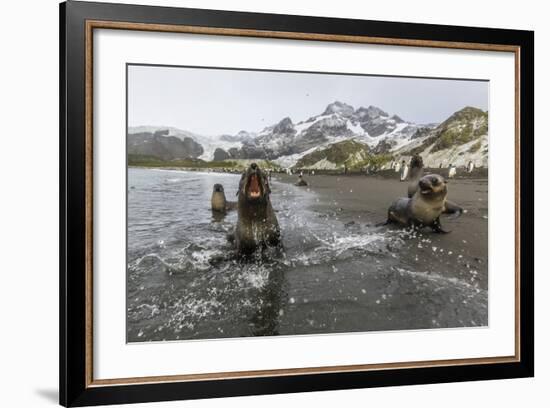 A Curious Young Antarctic Fur Seal (Arctocephalus Gazella), South Georgia, Polar Regions-Michael Nolan-Framed Photographic Print