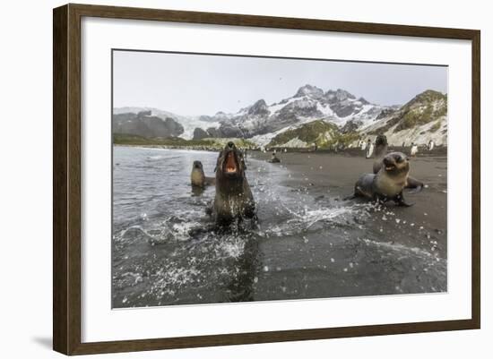 A Curious Young Antarctic Fur Seal (Arctocephalus Gazella), South Georgia, Polar Regions-Michael Nolan-Framed Photographic Print