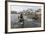 A Curious Young Antarctic Fur Seal (Arctocephalus Gazella), South Georgia, Polar Regions-Michael Nolan-Framed Photographic Print