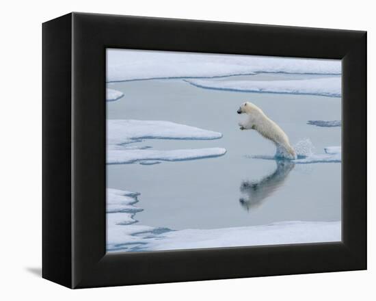 A curious young male polar bear (Ursus maritimus) leaping on the sea ice-Michael Nolan-Framed Premier Image Canvas