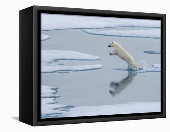 A curious young male polar bear (Ursus maritimus) leaping on the sea ice-Michael Nolan-Framed Premier Image Canvas