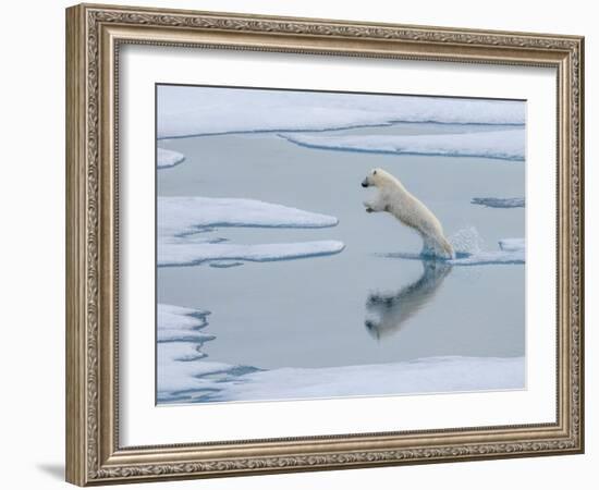 A curious young male polar bear (Ursus maritimus) leaping on the sea ice-Michael Nolan-Framed Photographic Print