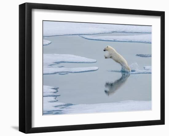 A curious young male polar bear (Ursus maritimus) leaping on the sea ice-Michael Nolan-Framed Photographic Print