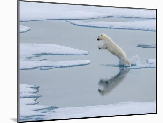 A curious young male polar bear (Ursus maritimus) leaping on the sea ice-Michael Nolan-Mounted Photographic Print