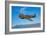 A Curtiss P-40E Warhawk in Flight Near Chino, California-null-Framed Photographic Print