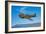 A Curtiss P-40E Warhawk in Flight Near Chino, California-null-Framed Photographic Print