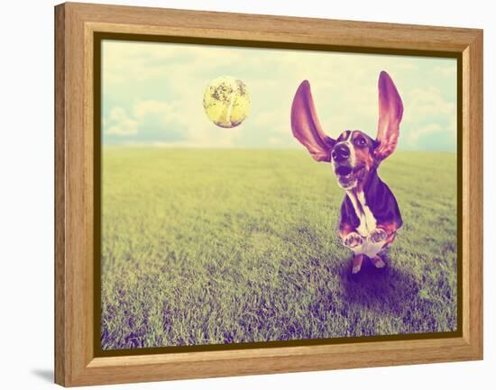 A Cute Basset Hound Chasing a Tennis Ball in a Park or Yard on the Grass Done with a Retro Vintage-graphicphoto-Framed Premier Image Canvas