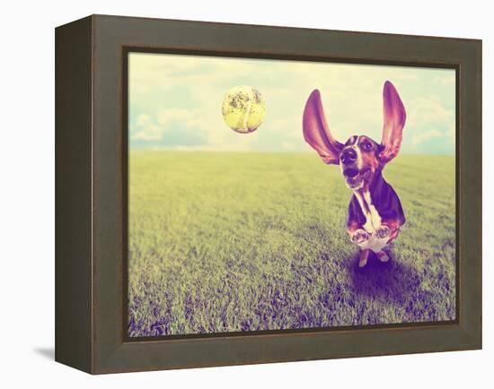 A Cute Basset Hound Chasing a Tennis Ball in a Park or Yard on the Grass Done with a Retro Vintage-graphicphoto-Framed Premier Image Canvas