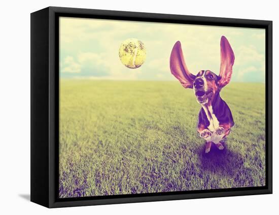 A Cute Basset Hound Chasing a Tennis Ball in a Park or Yard on the Grass Done with a Retro Vintage-graphicphoto-Framed Premier Image Canvas
