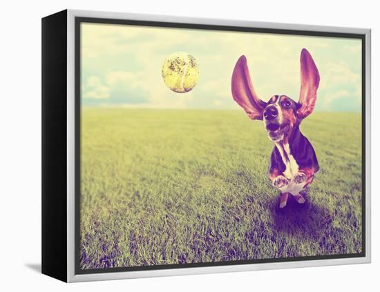 A Cute Basset Hound Chasing a Tennis Ball in a Park or Yard on the Grass Done with a Retro Vintage-graphicphoto-Framed Premier Image Canvas