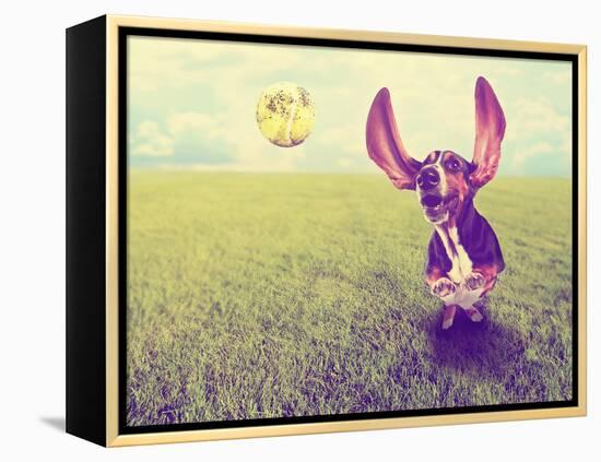 A Cute Basset Hound Chasing a Tennis Ball in a Park or Yard on the Grass Done with a Retro Vintage-graphicphoto-Framed Premier Image Canvas