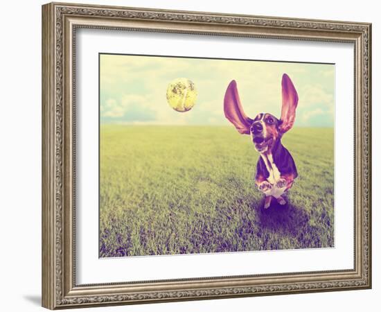 A Cute Basset Hound Chasing a Tennis Ball in a Park or Yard on the Grass Done with a Retro Vintage-graphicphoto-Framed Photographic Print