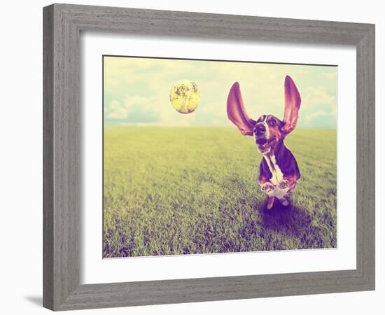 A Cute Basset Hound Chasing a Tennis Ball in a Park or Yard on the Grass Done with a Retro Vintage-graphicphoto-Framed Photographic Print