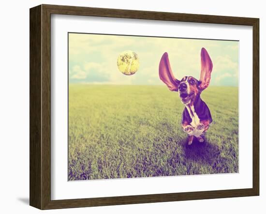 A Cute Basset Hound Chasing a Tennis Ball in a Park or Yard on the Grass Done with a Retro Vintage-graphicphoto-Framed Photographic Print