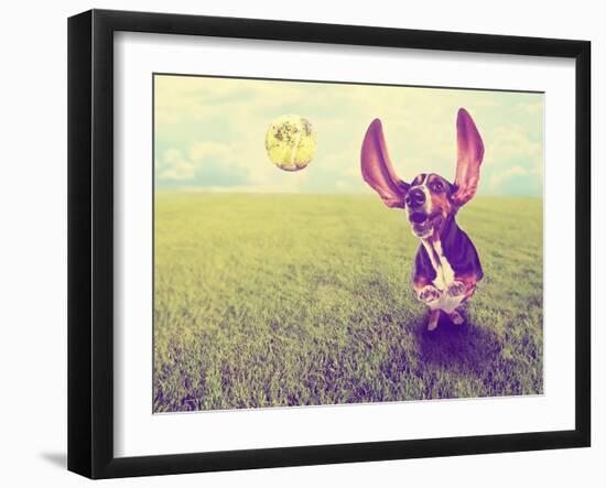 A Cute Basset Hound Chasing a Tennis Ball in a Park or Yard on the Grass Done with a Retro Vintage-graphicphoto-Framed Photographic Print