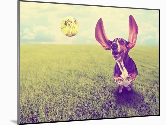 A Cute Basset Hound Chasing a Tennis Ball in a Park or Yard on the Grass Done with a Retro Vintage-graphicphoto-Mounted Photographic Print