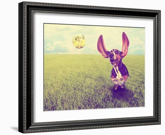 A Cute Basset Hound Chasing a Tennis Ball in a Park or Yard on the Grass Done with a Retro Vintage-graphicphoto-Framed Photographic Print