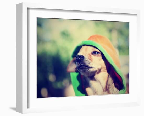 A Cute Chihuahua in a Hoodie-graphicphoto-Framed Photographic Print