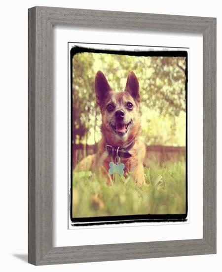 A Cute Chihuahua in the Grass-graphicphoto-Framed Photographic Print