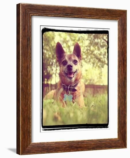 A Cute Chihuahua in the Grass-graphicphoto-Framed Photographic Print