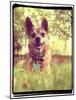 A Cute Chihuahua in the Grass-graphicphoto-Mounted Photographic Print