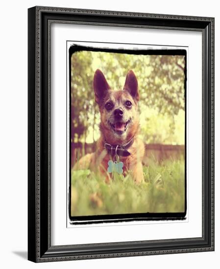 A Cute Chihuahua in the Grass-graphicphoto-Framed Photographic Print