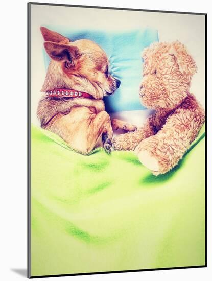 A Cute Chihuahua Sleeping Next to a Teddy Bear-graphicphoto-Mounted Photographic Print