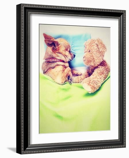 A Cute Chihuahua Sleeping Next to a Teddy Bear-graphicphoto-Framed Photographic Print